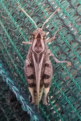 Acorypha pallidicornis
