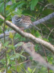 Passerculus sandwichensis savanna