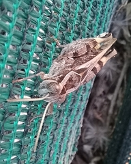 Acorypha pallidicornis