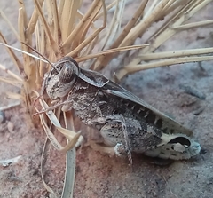 Acorypha pallidicornis