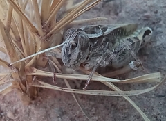 Acorypha pallidicornis
