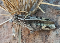 Acorypha pallidicornis