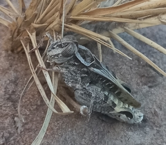 Acorypha pallidicornis