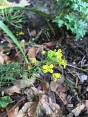 Brassicaceae