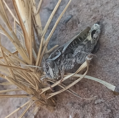 Acorypha pallidicornis