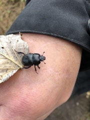 Anoplotrupes stercorosus