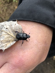 Anoplotrupes stercorosus