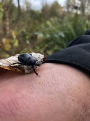 Anoplotrupes stercorosus