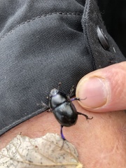 Anoplotrupes stercorosus