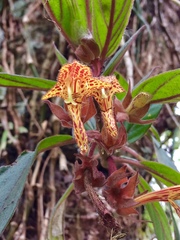 Columnea schiedeana
