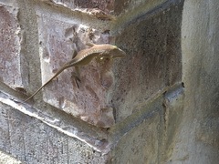 Anolis carolinensis