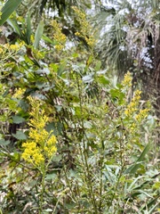 Solidago chapmanii