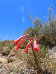 Cyrtanthus contractus