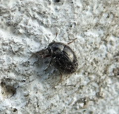 Simplocaria