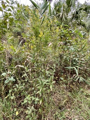 Solidago chapmanii