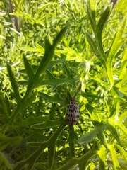 Alagoasa vigintiseptemmaculata