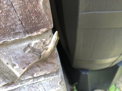 Anolis carolinensis