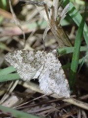 Coenotephria ablutaria