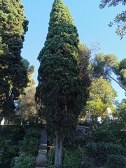 Cupressus sempervirens