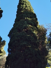 Cupressus sempervirens