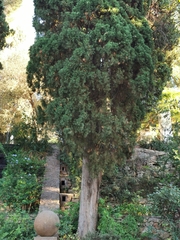 Cupressus sempervirens