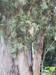 Cupressus sempervirens