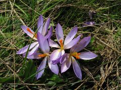 Crocus nudiflorus