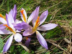 Crocus nudiflorus