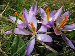 Crocus nudiflorus