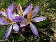 Crocus nudiflorus