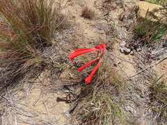 Cyrtanthus contractus