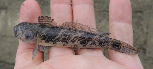Racer Goby
