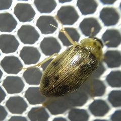 Berosus spinosus
