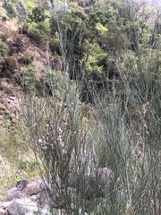 Cytisus striatus image