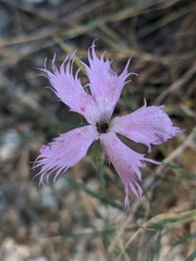 Dianthus broteri