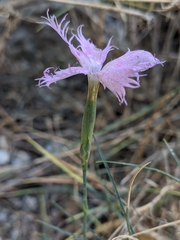 Dianthus broteri