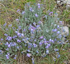 Oxytropis chionobia