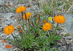 Erigeron aurantiacus