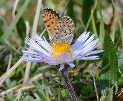 Polycaena tamerlana