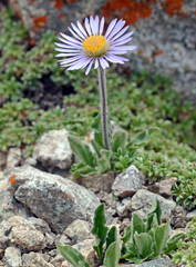 Erigeron heterochaeta