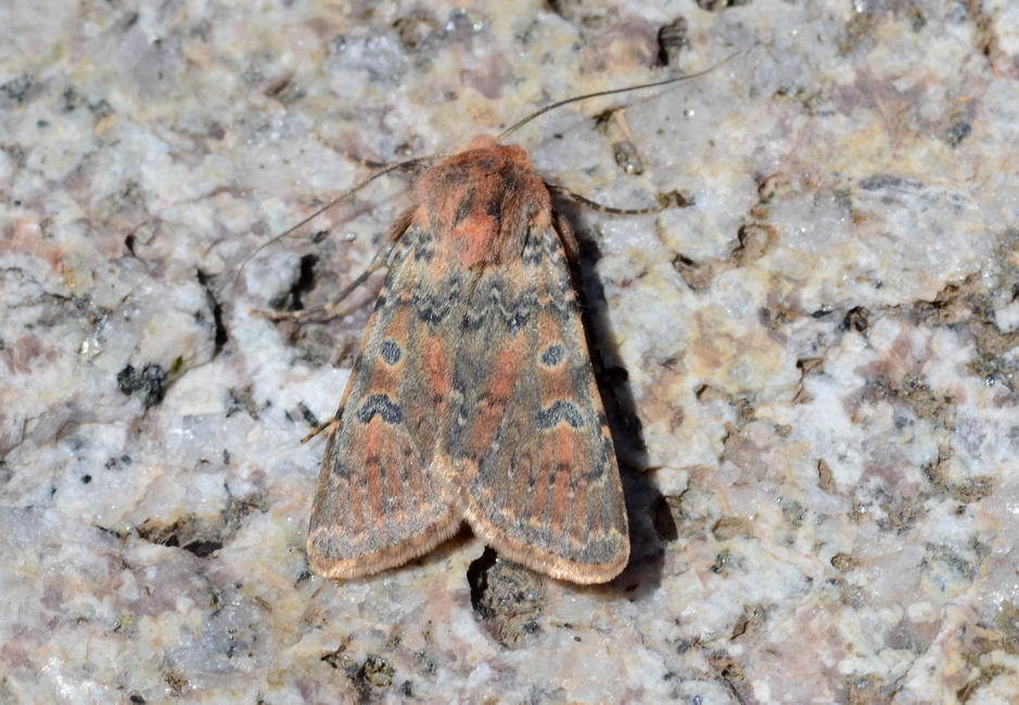 Rhyacia junonia