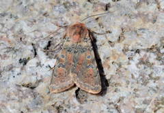 Rhyacia junonia