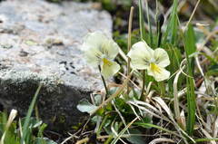 Viola altaica