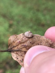 Pachypsylla celtidisumbilicus