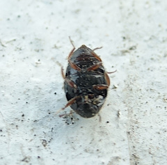 Simplocaria