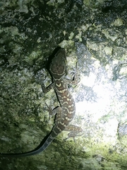 Cyrtodactylus sanook
