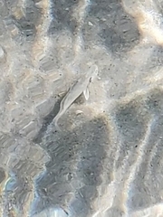 Menticirrhus americanus