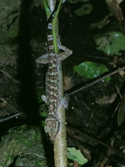 Cyrtodactylus sanook