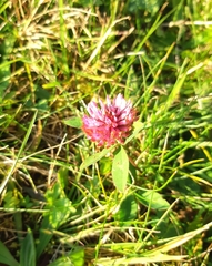 Trifolium pratense