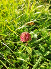 Trifolium pratense